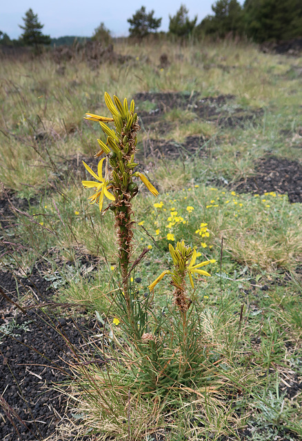 Yellow Asphodel