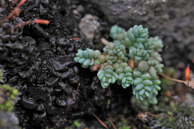 Collema (lichen noir) et Sedum dasyphyllum