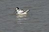 Mating Avocets