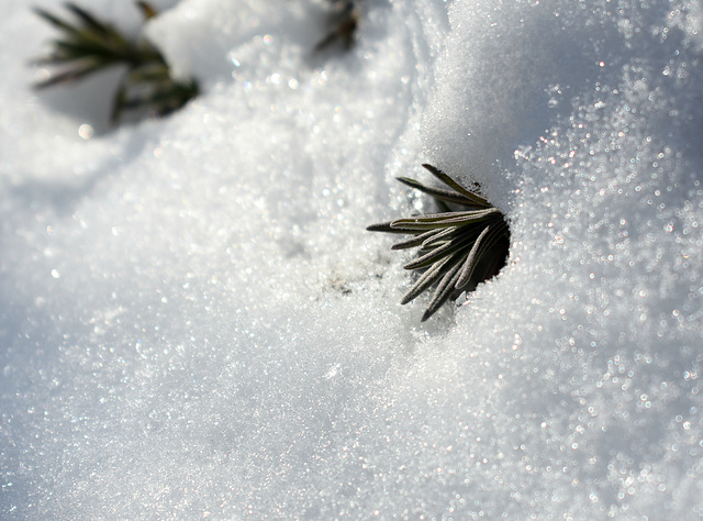 Frozen Garden