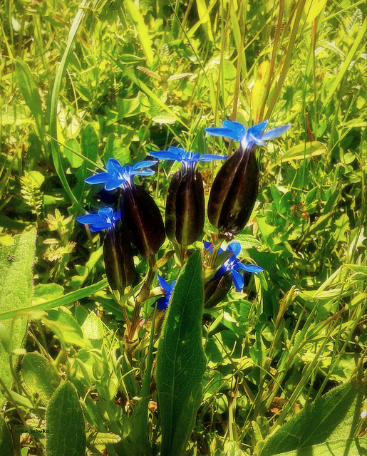 Gentiana utriculosa