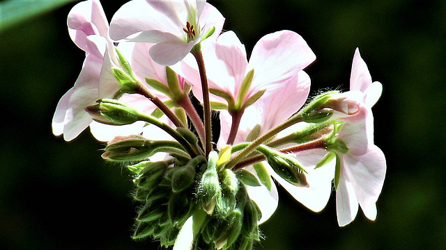 Geranium