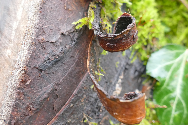 Frisettes arboricoles.