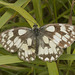 IMG 0370 Marbled White-2