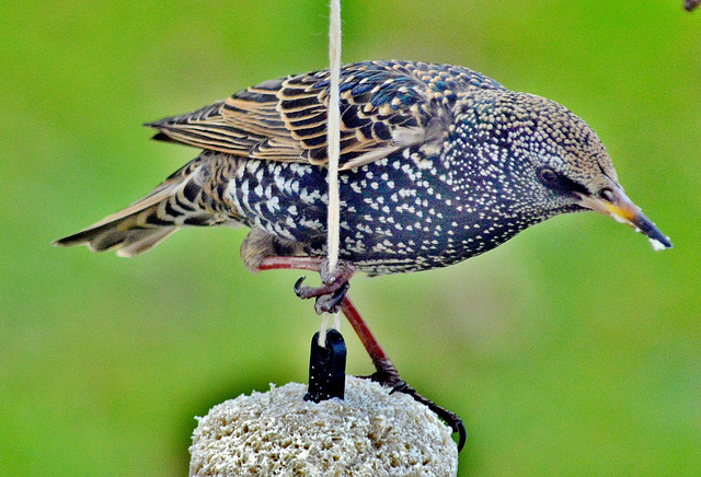 Starling