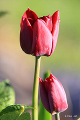 April Tulips