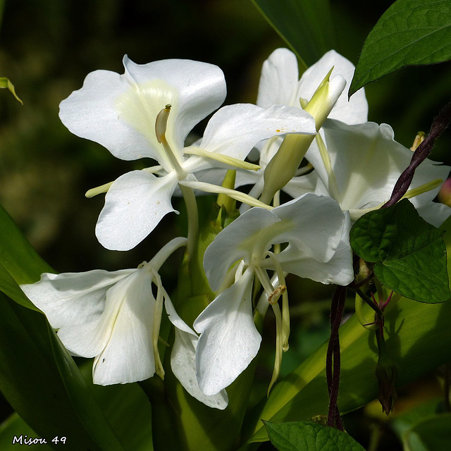 BLANC