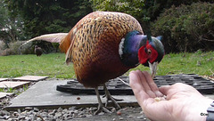 Fred having his afternoon snack, while the wives held back!