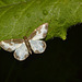 Moth IMG_1829