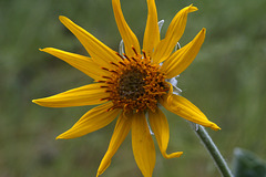 Arrowleaf Balsamroot