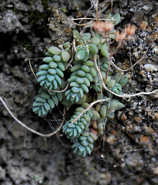 Sedum dasyphyllum Sedum dasyphyllum