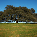 Azinheira, Quercus ilex rotundifolia, Herdade Monte Barbeiro, Alcaria Ruiva, Mértola