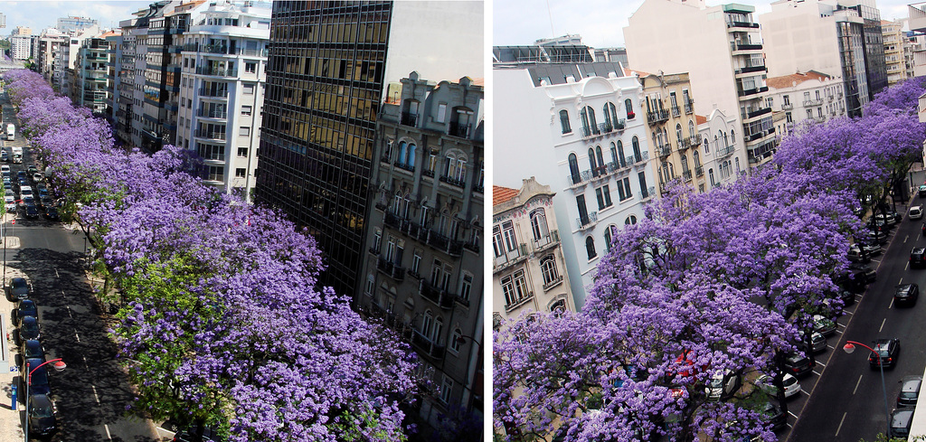 When the jacaranda trees bloom in the most brilliant lilac violet