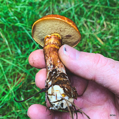 Bolete Family?