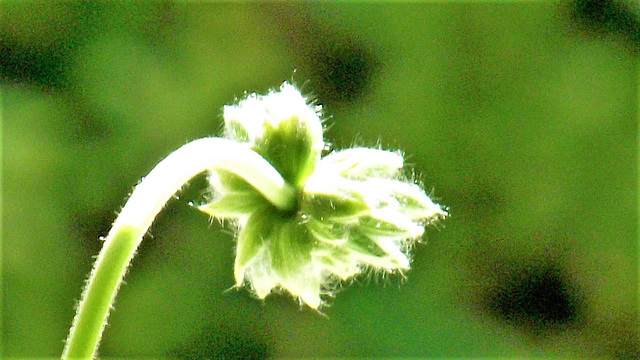 Geranium buds