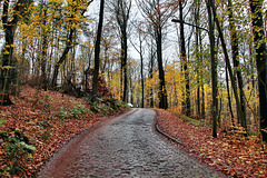 Zufahrtstraße Hohenstein (Witten) / 26.11.2023