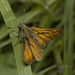 IMG 0371 Essex Skipper-1