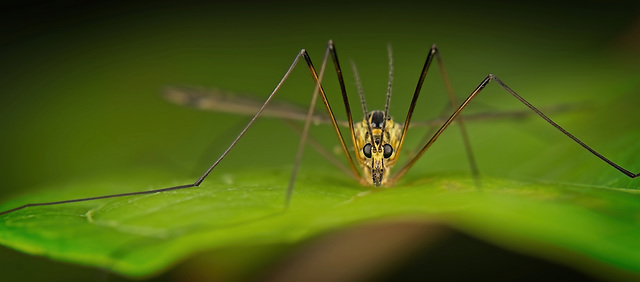Die Krähenschnaken (Nephrotoma) ist flachgelegen :)) The crane fly (Nephrotoma) is lying flat :)) La tipule (Nephrotoma) est allongée à plat :))