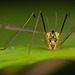 Die Krähenschnaken (Nephrotoma) ist flachgelegen :)) The crane fly (Nephrotoma) is lying flat :)) La tipule (Nephrotoma) est allongée à plat :))