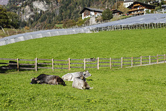 Glückliche Kühe Glückliche Kühe