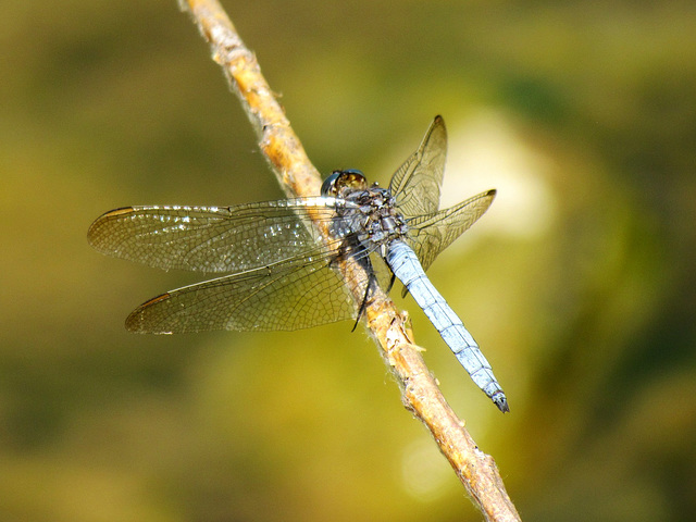 Keeled Skimmer m (Orthetrum coerulescens) 02-08-2012 15-09-40