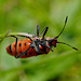 Corizus hyoscyami