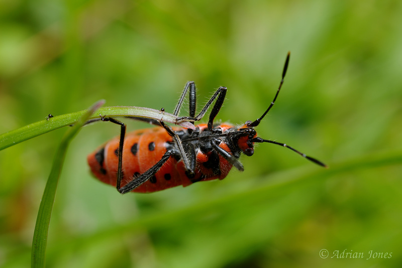 Corizus hyoscyami