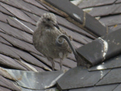 The daft baby who had slipped down but was safe in the gully part of the roof