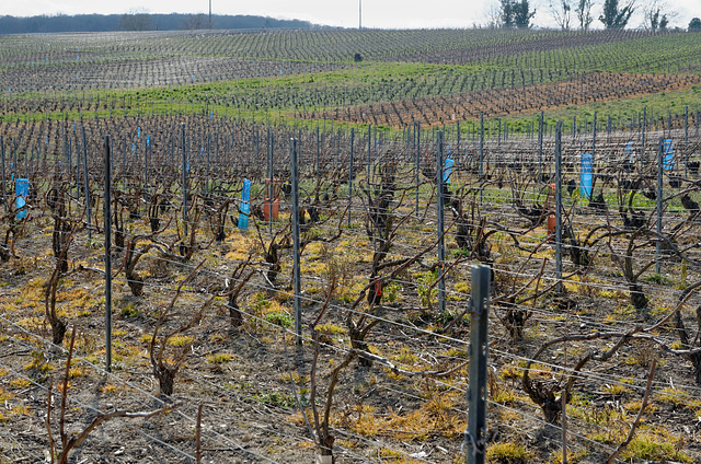 Vignes champenoises