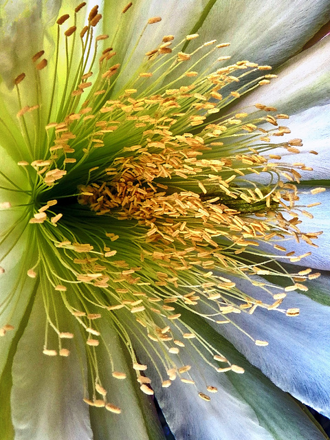 Flowering Cactus