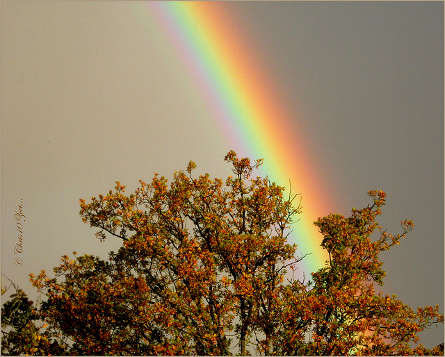 Tree of Gold under the Rainbow..