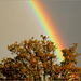 Tree of Gold under the Rainbow..