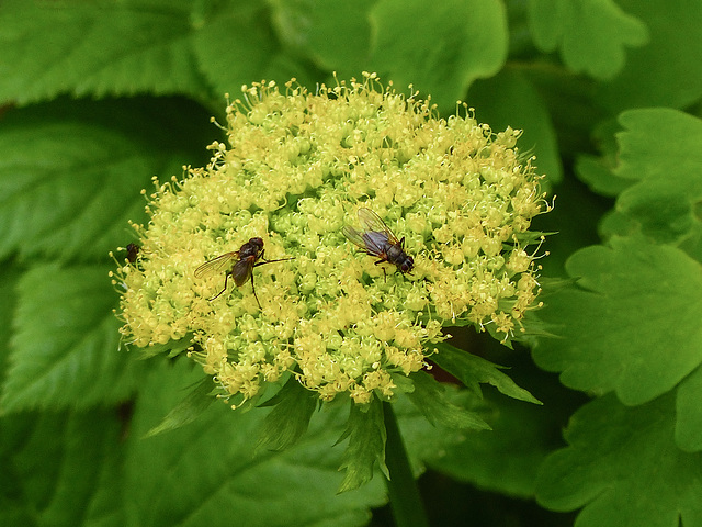 Yellow Angelica / Angelica dawsonii