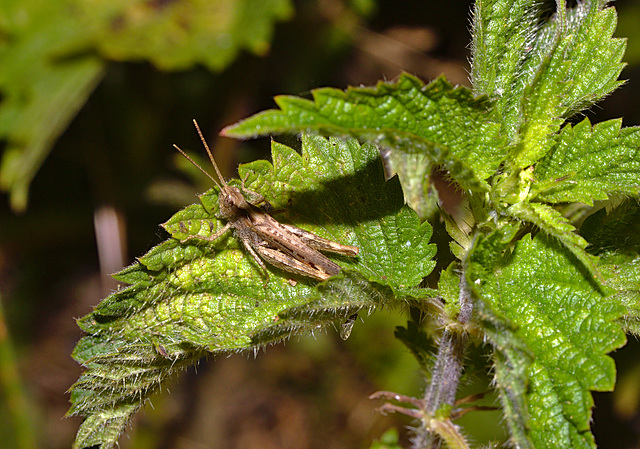 Grasshopper IMG_1831