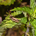 Grasshopper IMG_1831