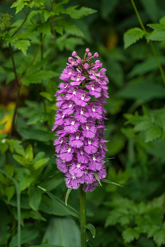 Platanthera grandiflora (Large Purple Fringed orchid)