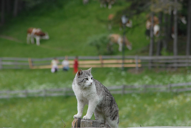 Katze bei Klobenstein auf dem Ritten