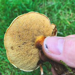 Bolete Family?