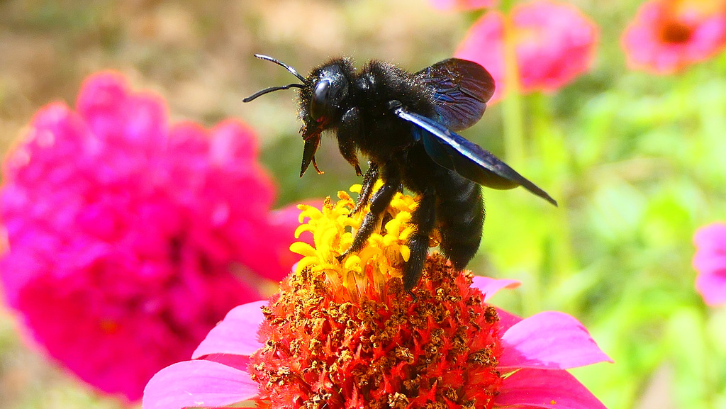 Les abeilles charpentières sont déjà là...