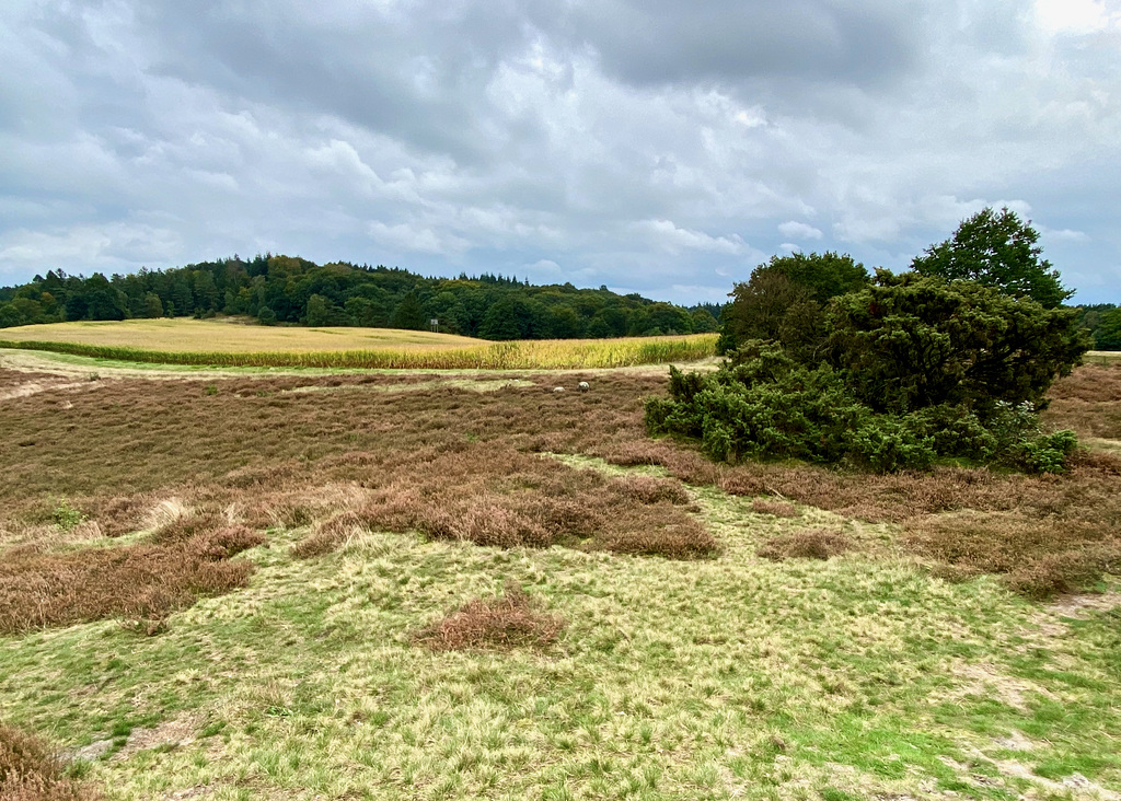 In der Heide