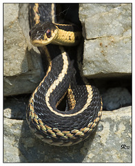 Garter Snake