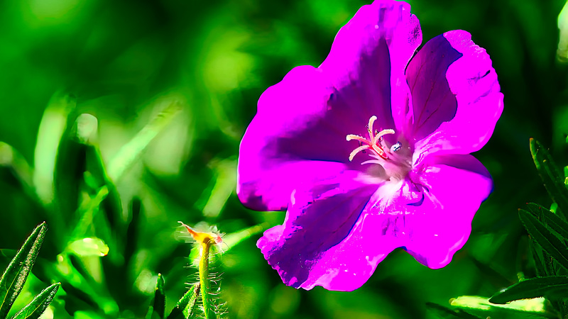 Geranium