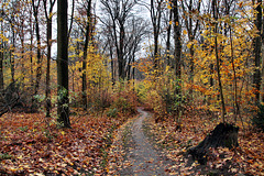 Herbstlicher Waldweg am Hohenstein (Witten) / 26.11.2023