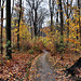 Herbstlicher Waldweg am Hohenstein (Witten) / 26.11.2023