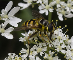 IMG 0374 Hoverfly-2-1