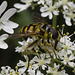 IMG 0374 Hoverfly-2-1