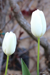 April Tulips