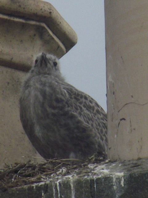 One of the seagull babies looking out from his lofty position on the nest