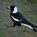 Magpie 489