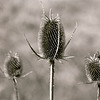 Thistle